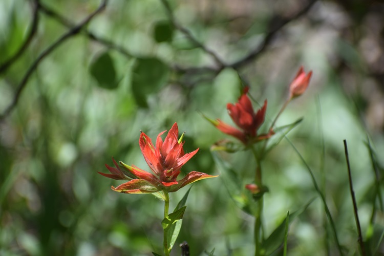 Indian Paintbrush -Wyoming State Flower